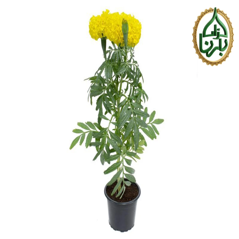 Marigold Yellow 1 Piece