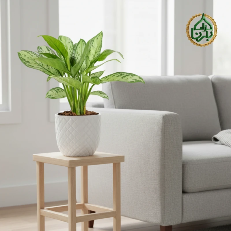 Aglaonema Silver Bay