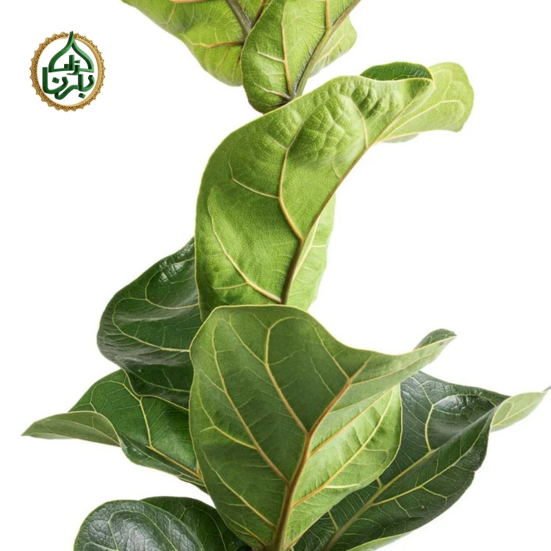 Ficus Lyrata 3PP Big