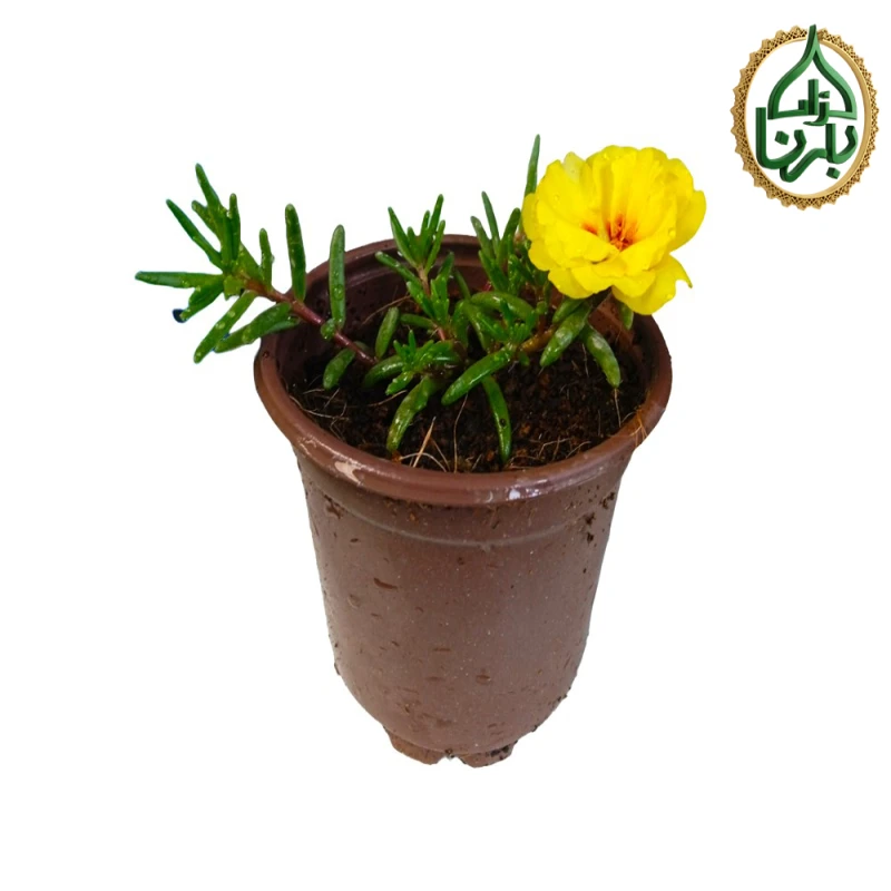 Portulaca Yellow, 25 Pieces Per Box