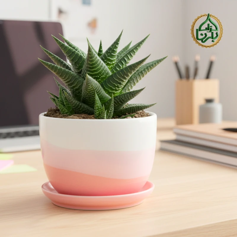 Haworthiopsis Limifolia (Fairy Washboard)