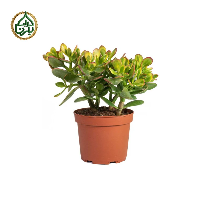 Crassula Sunset (Jade plant)