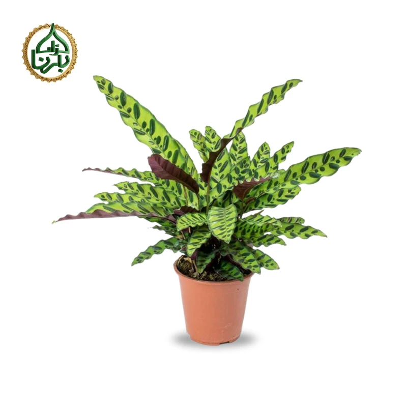 Calathea Lancifolia