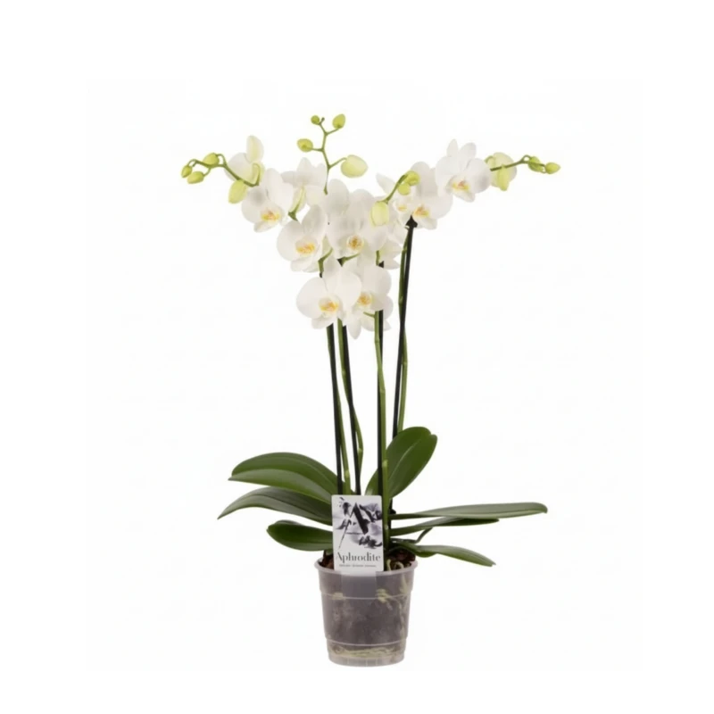 Phalaenopsis Orchid White