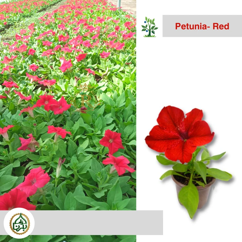 Petunia Red & White