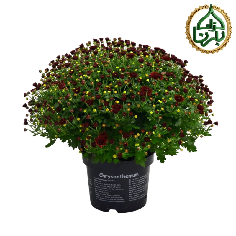 Chrysanthemum Jasoda Purple