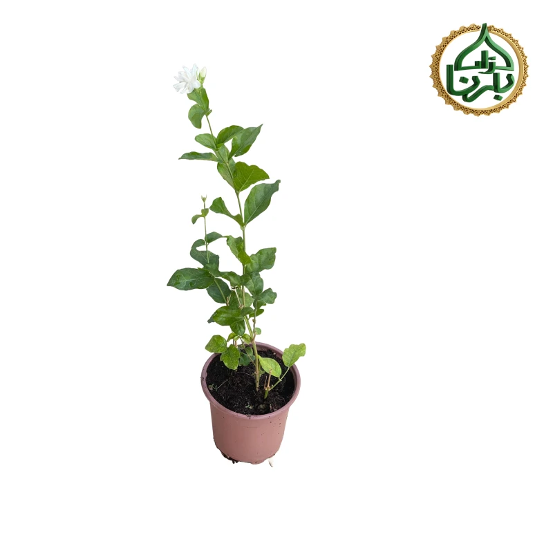 Jasminum Mogra Small
