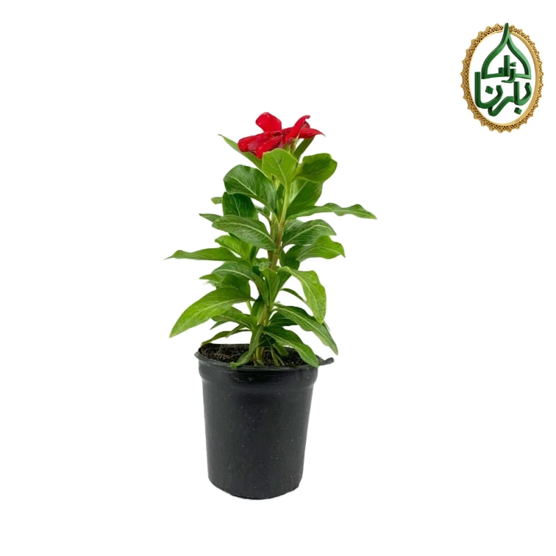 Vinca- Red 25pcs Box