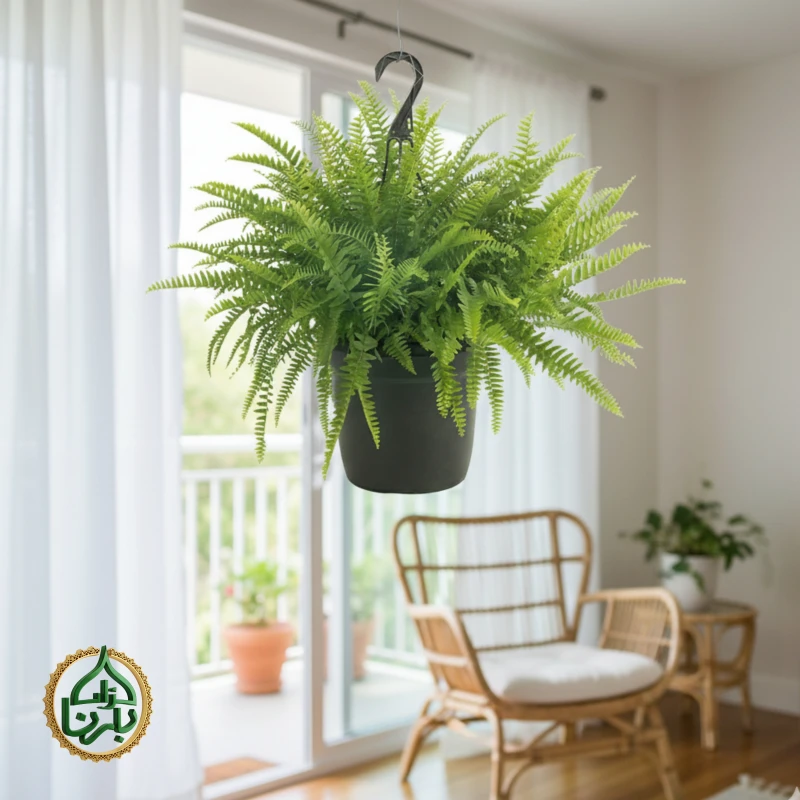 Nephrolepis Boston Fern Hanging