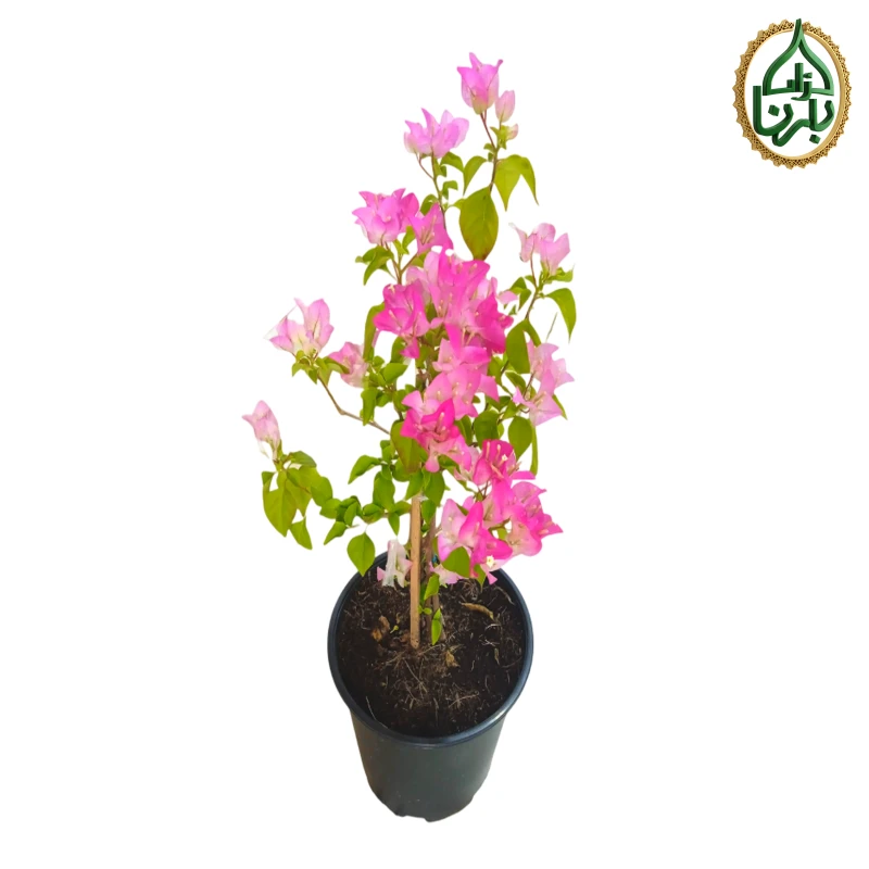 Bougainvillea Pink Delight