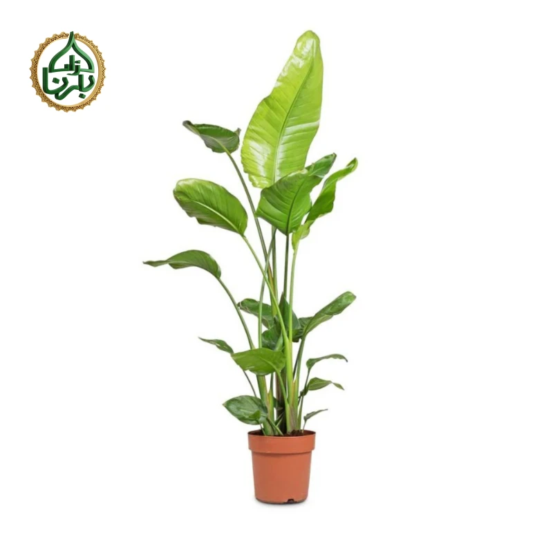 Strelitzia Nicolai 3PP Big