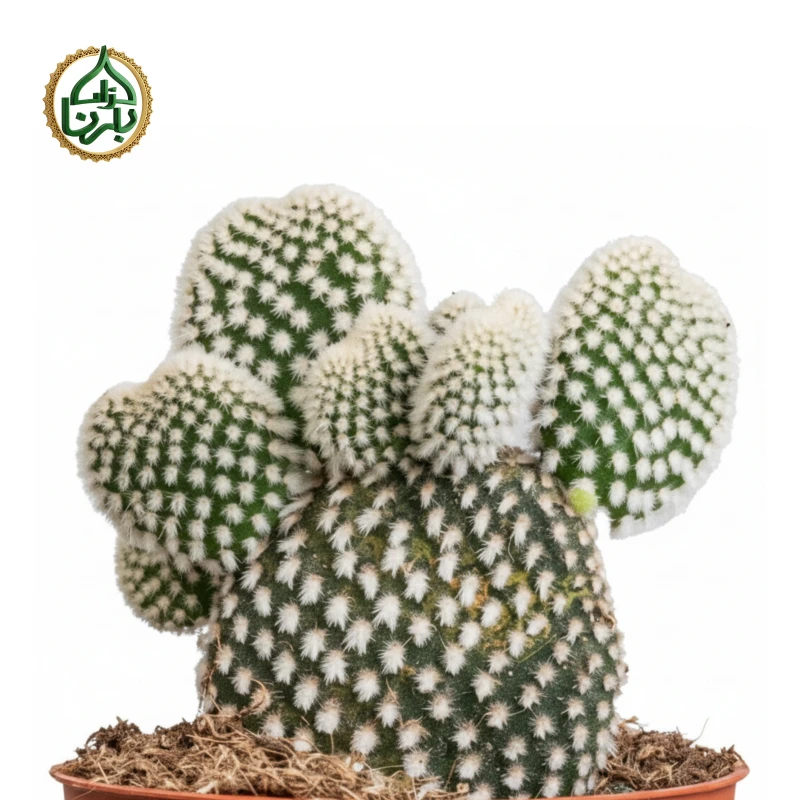 Opuntia Cactus
