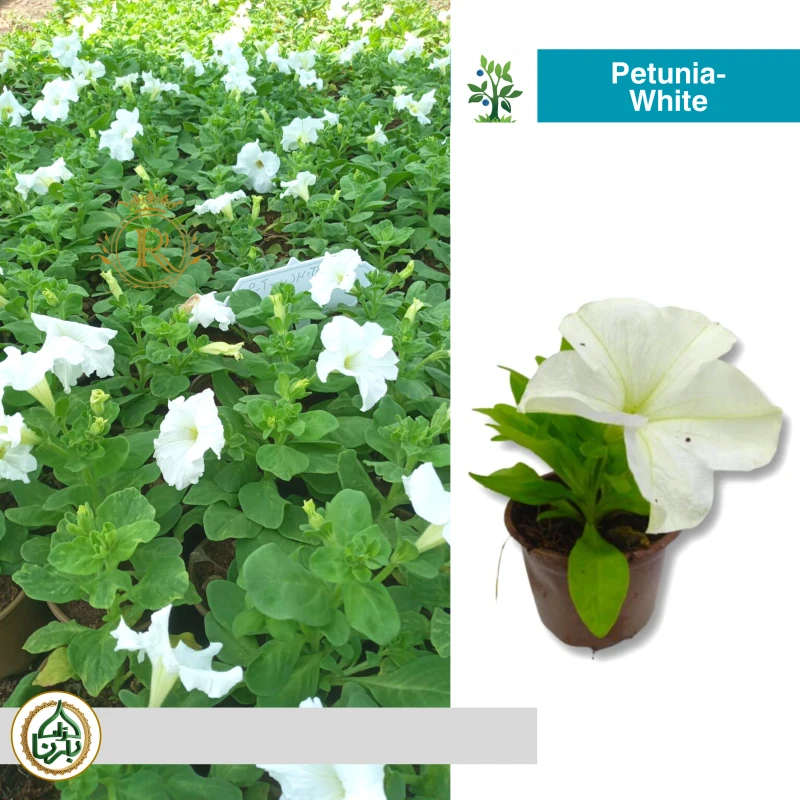 Petunia - White