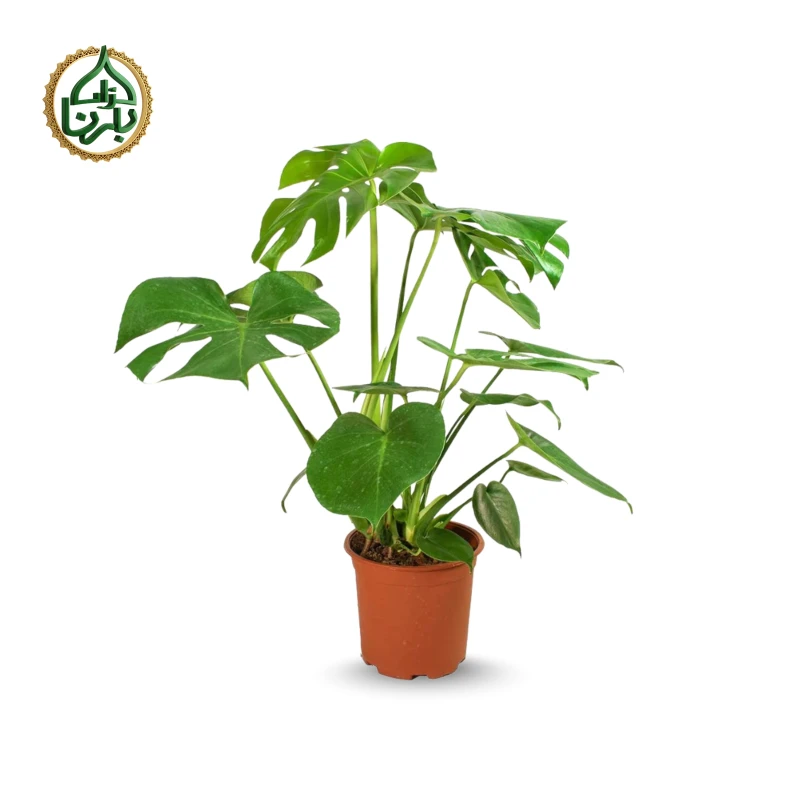 Monstera Deliciosa Small