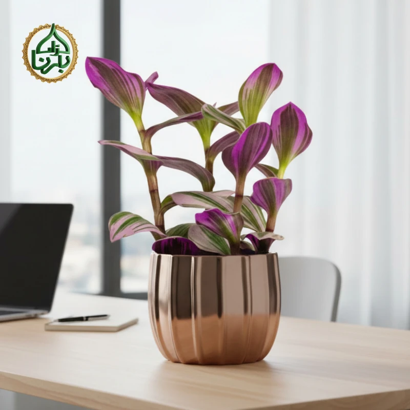 Tradescantia Nanouk Small