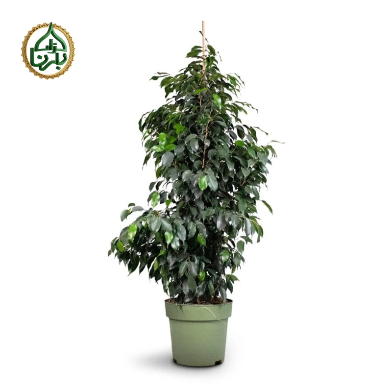 Ficus Benjamina Big