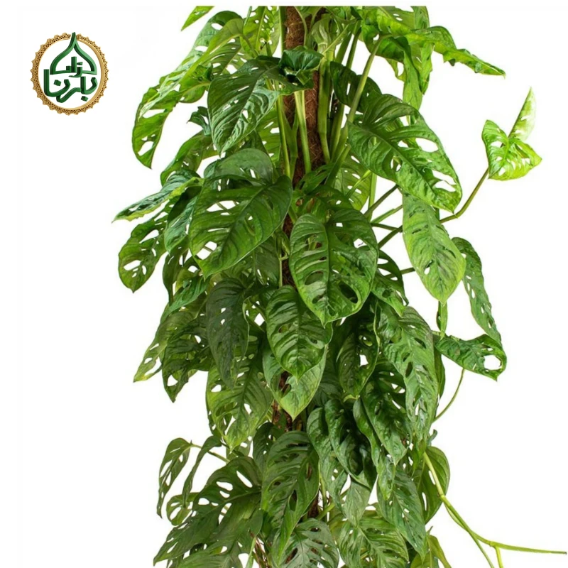 Monstera Monkey Mask Moss Stick