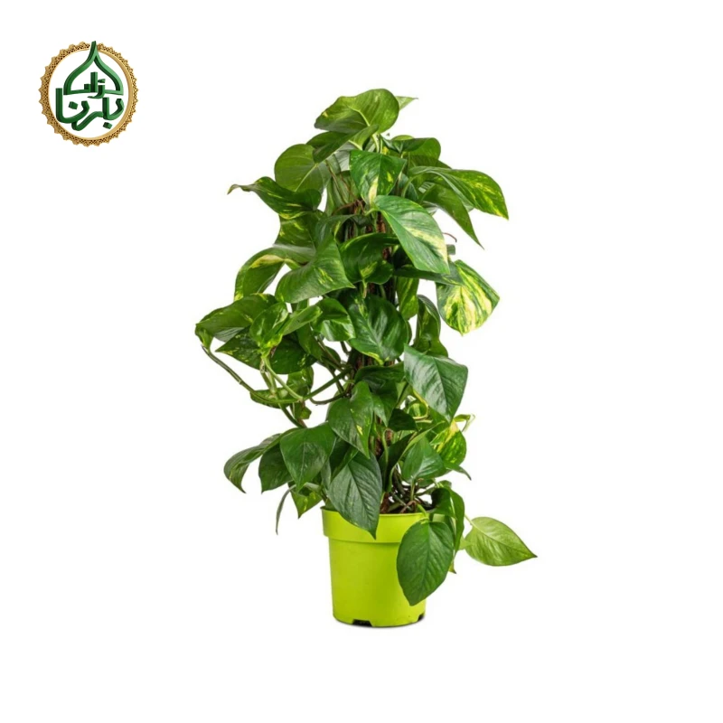 Epipremnum Pinnatum Moss Stick Small