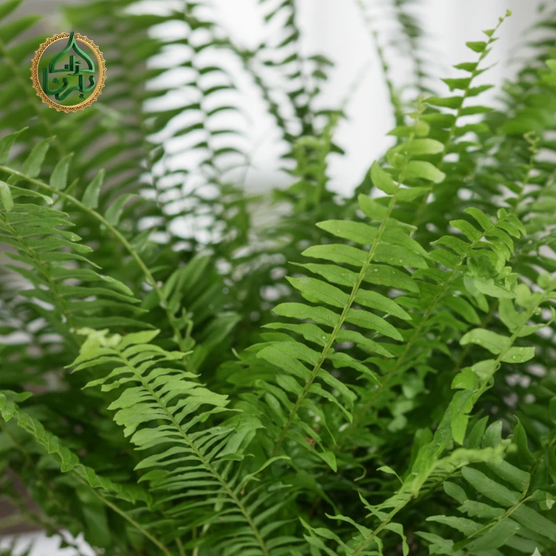 Nephrolepis Boston Fern Hanging