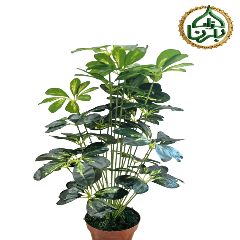 Schefflera arboricola
