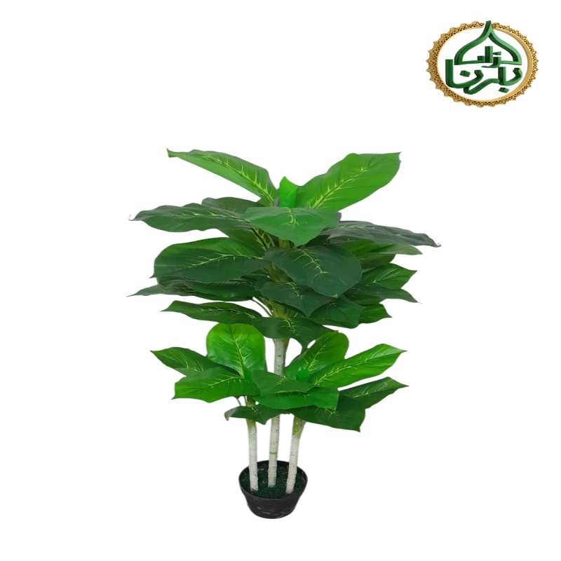 Dieffenbachia Tropic Snow 120 Cm