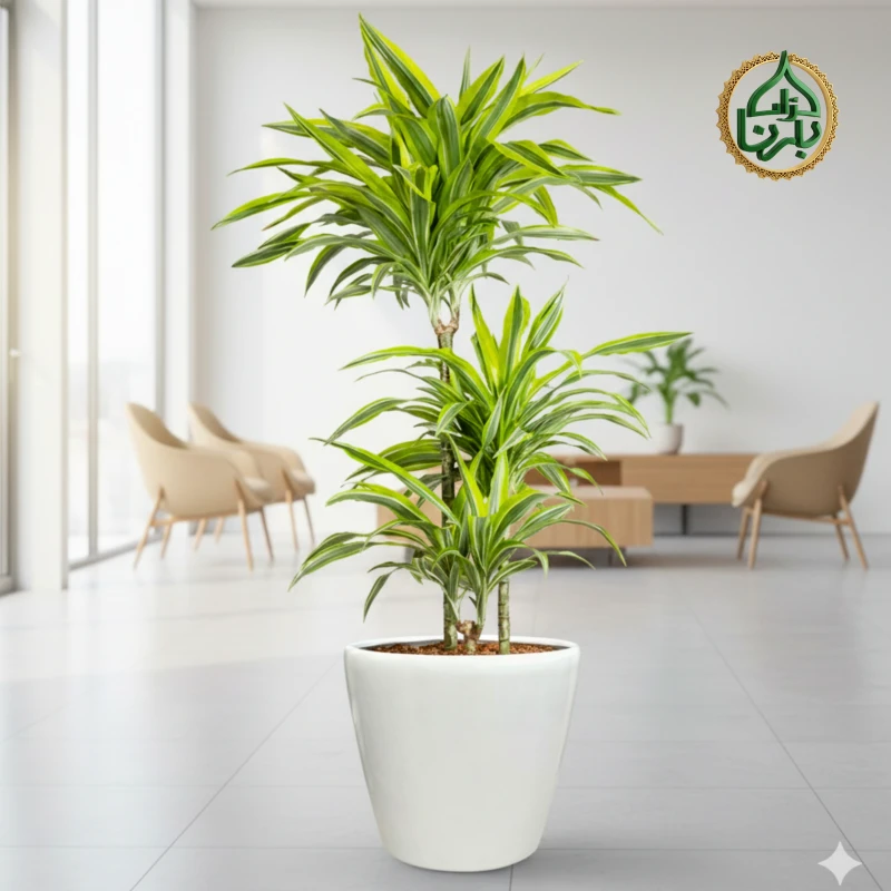 Dracaena Lemon Lime 3PP