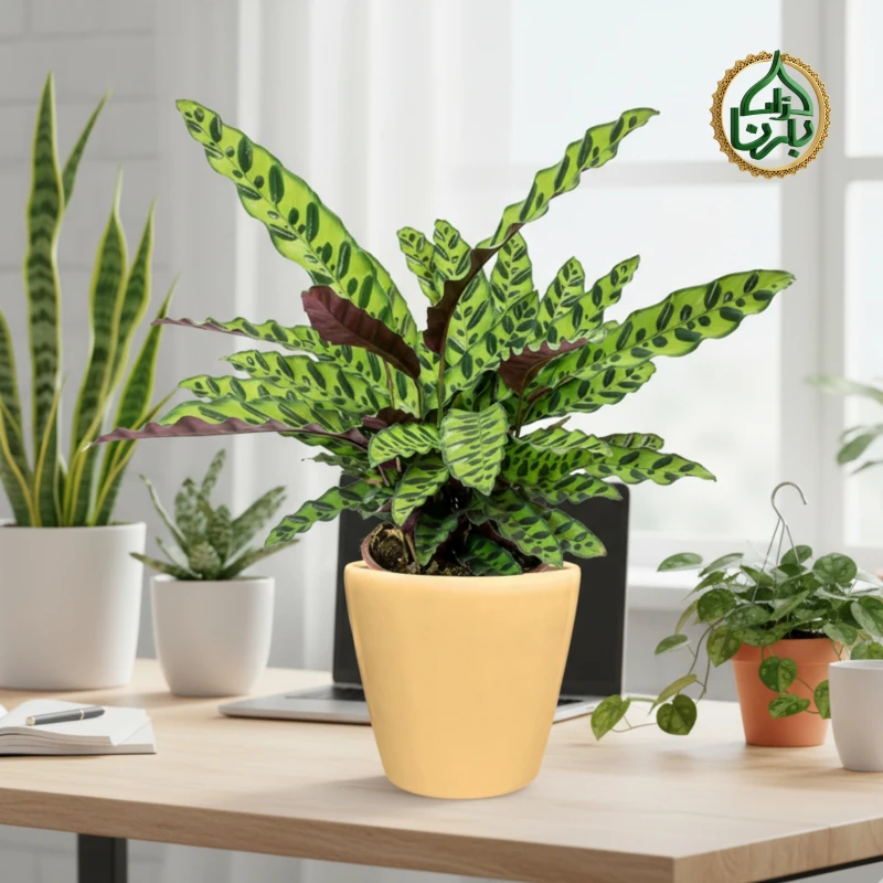 Calathea Lancifolia