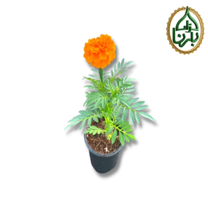 Marigold Orange 25 Pieces Box