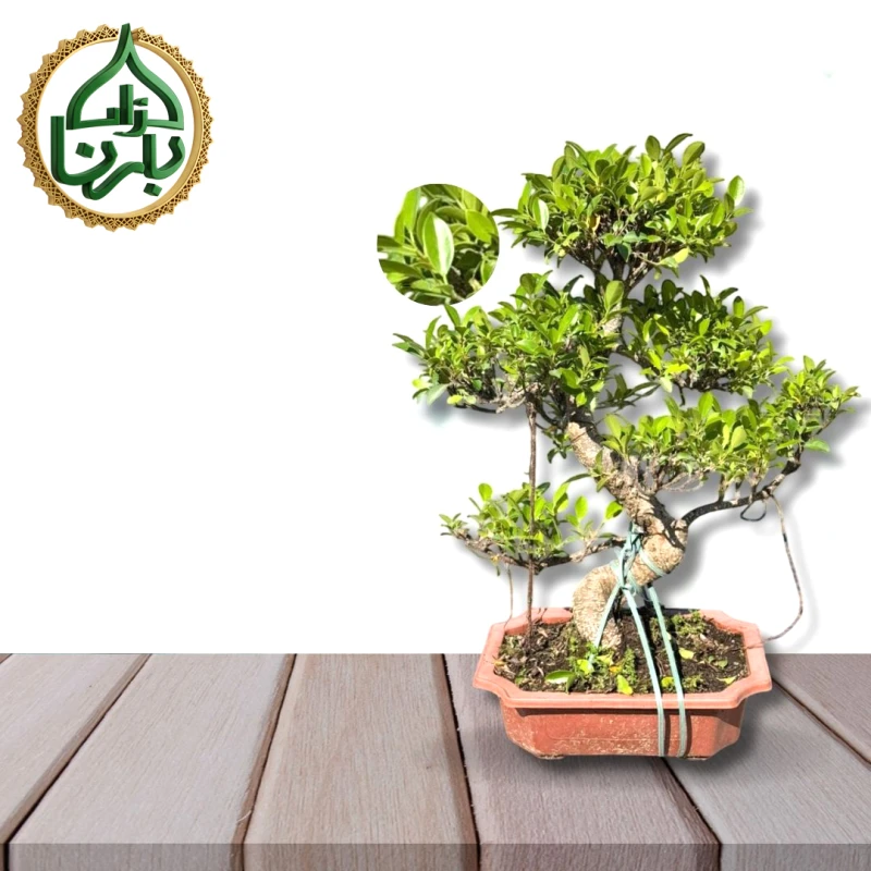 Ficus Bonsai
