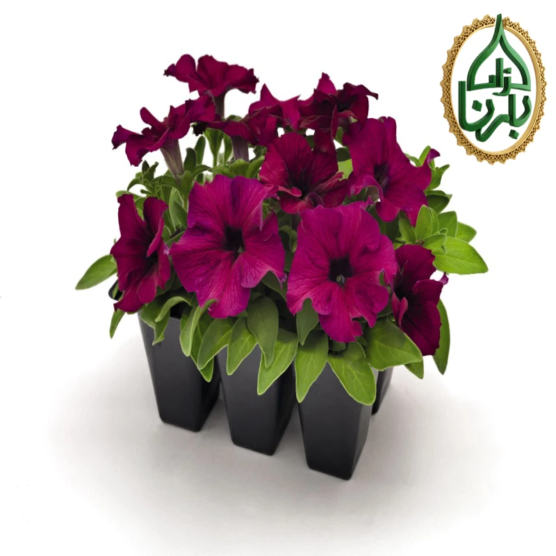 بتونيا برغندي