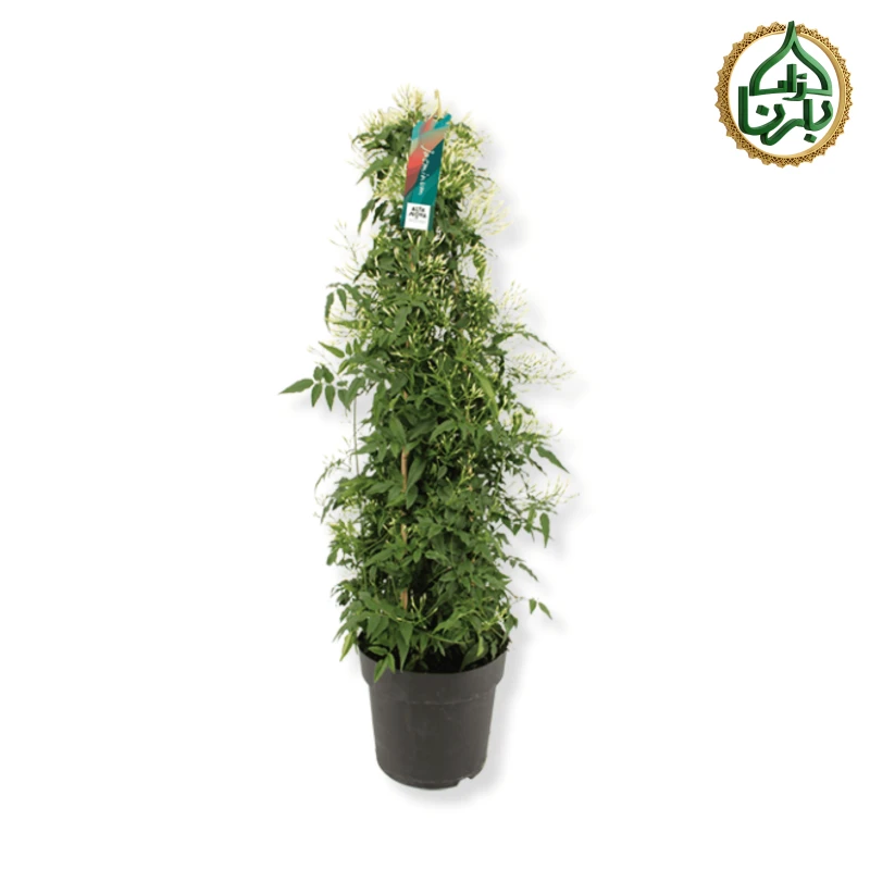 Jasminum Polyanthum Pyramid