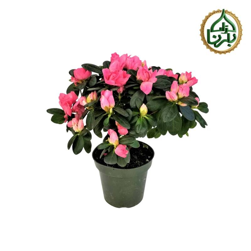 Rhododendron (Azalia) Pink
