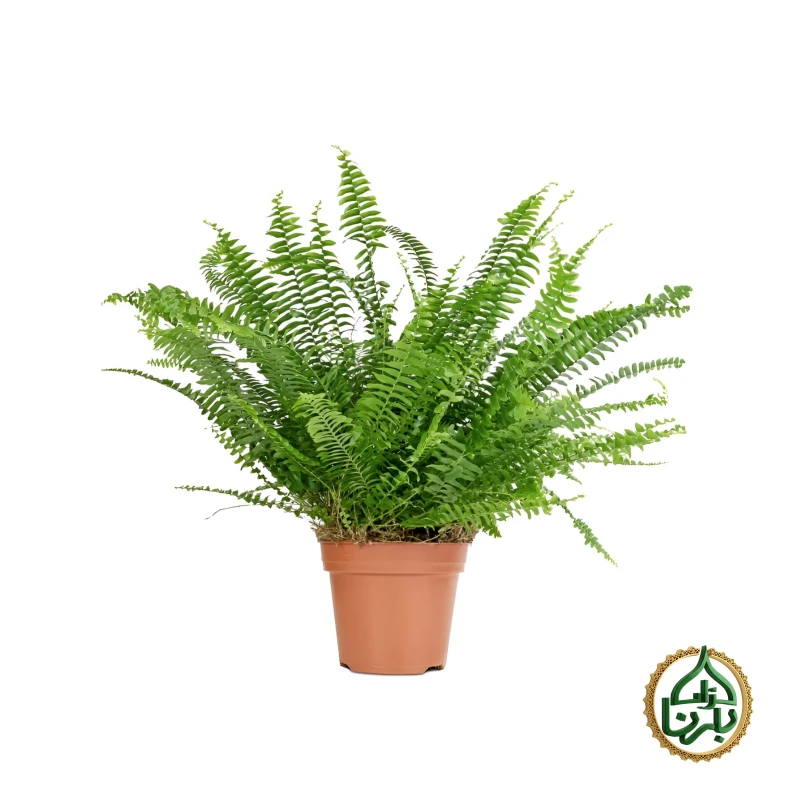 Nephrolepis Boston Fern
