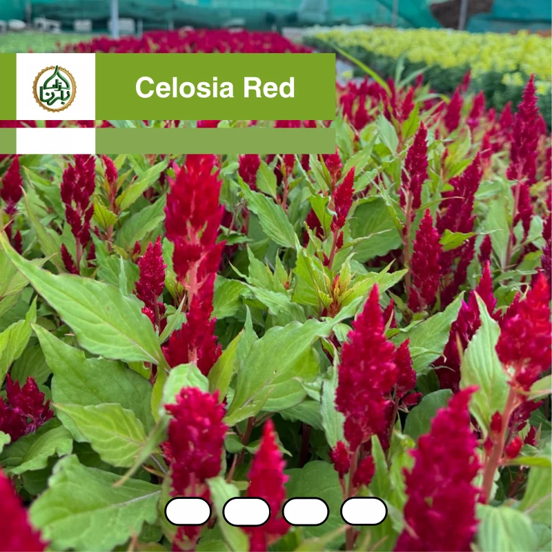 Celosia Red