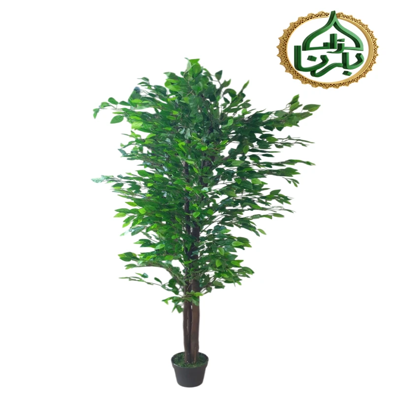 Ficus Benajamina 180 Cm