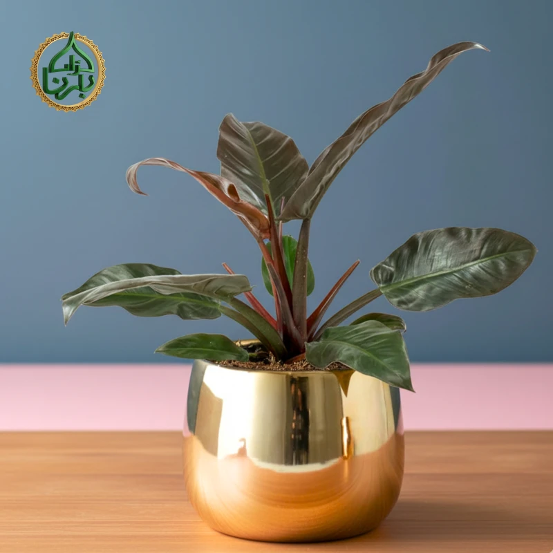 Philodendron 'Imperial Red'