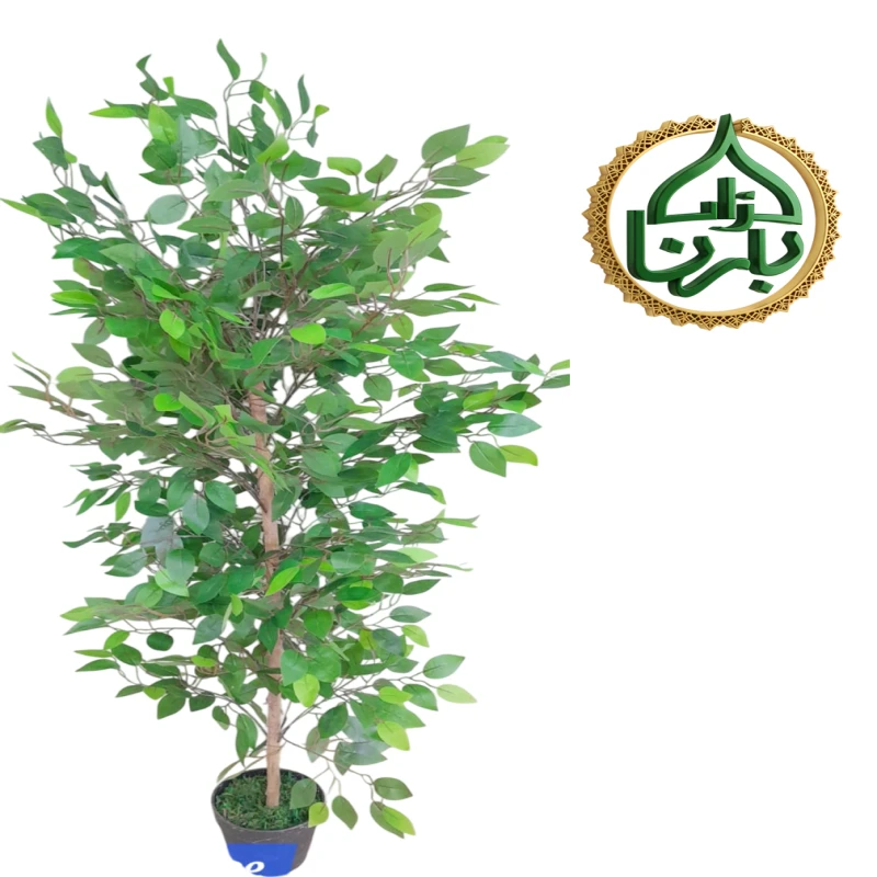 Ficus Benjamina 150 cm