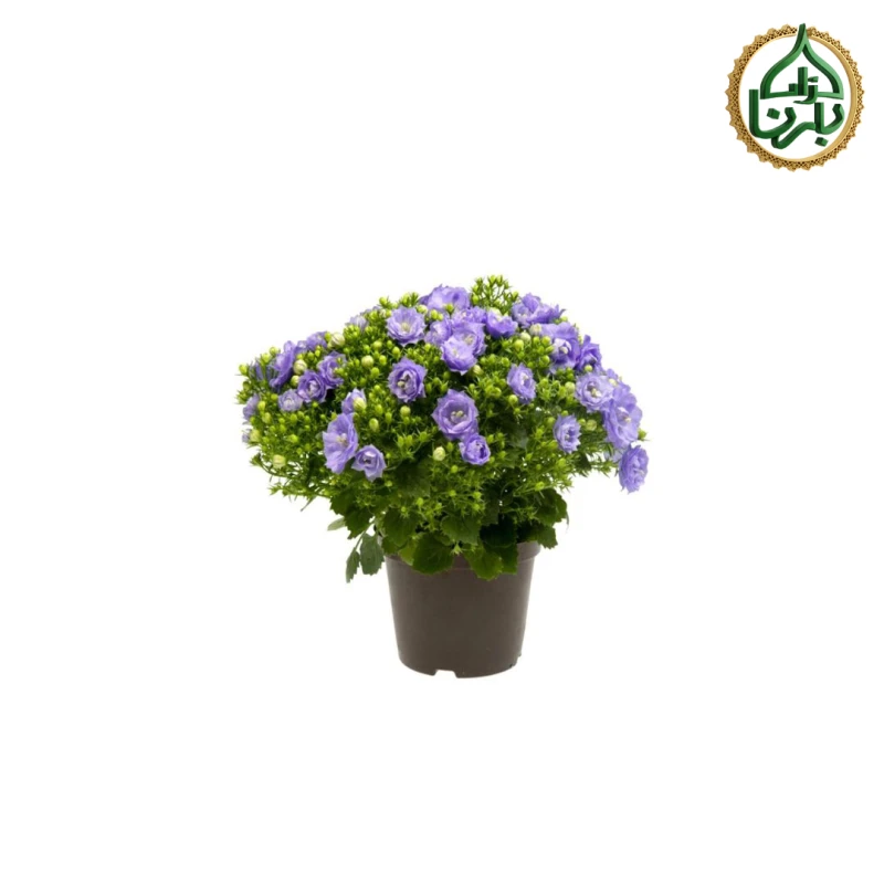 Campanula Bouble Blue