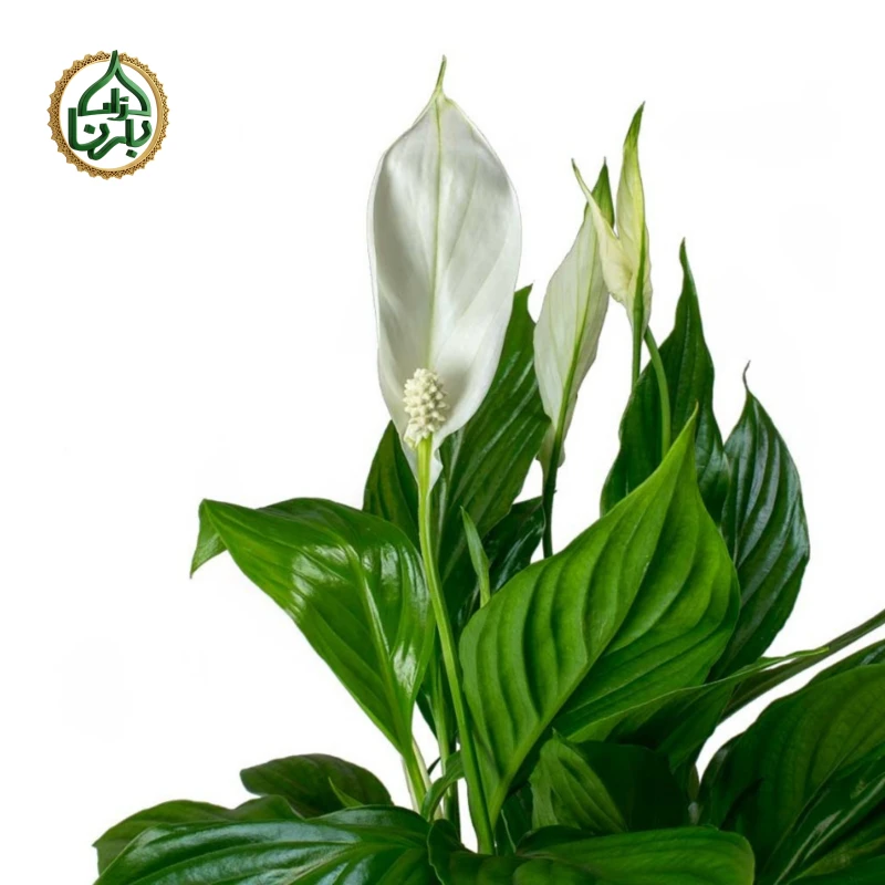 Spathiphyllum-Peace lily (Small)