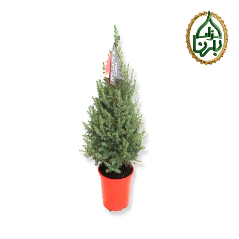 Picea Glauca- Christmas Tree
