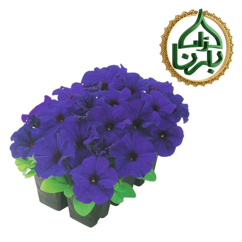 بتونيا-أزرق