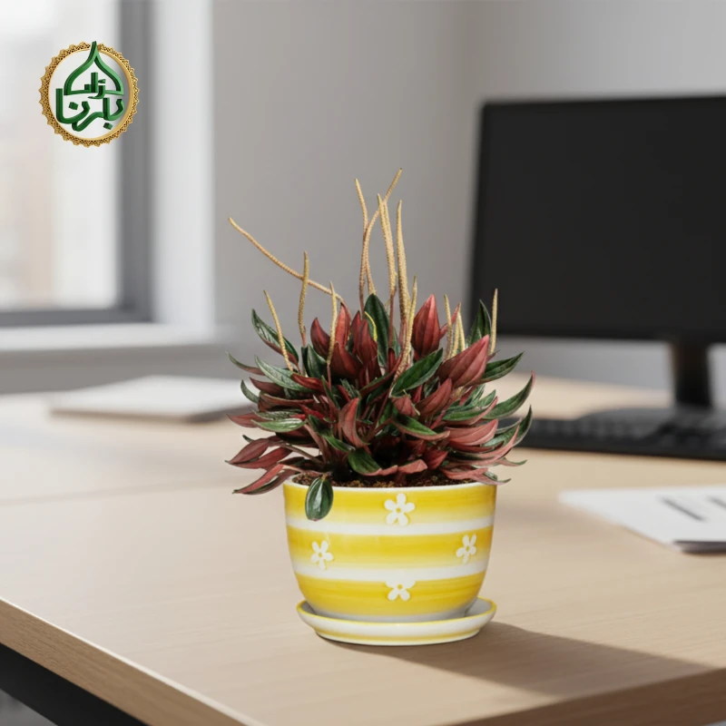 Peperomia Caperata Santorini Big