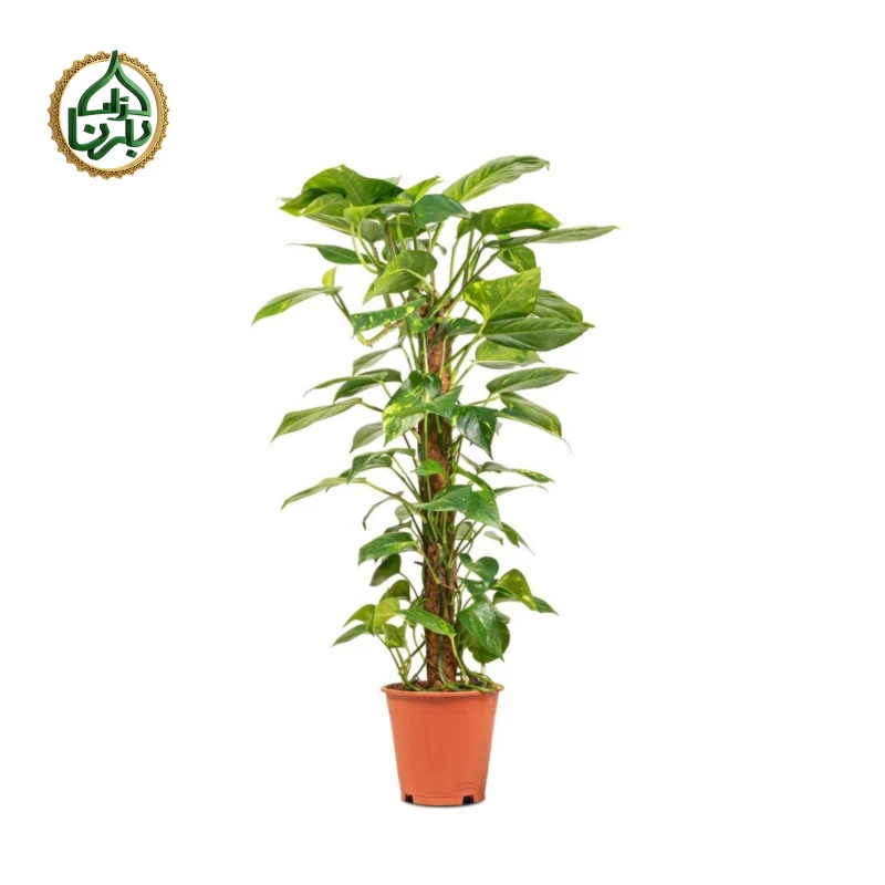 Epipremnum Pinnatum Moss Stick Medium