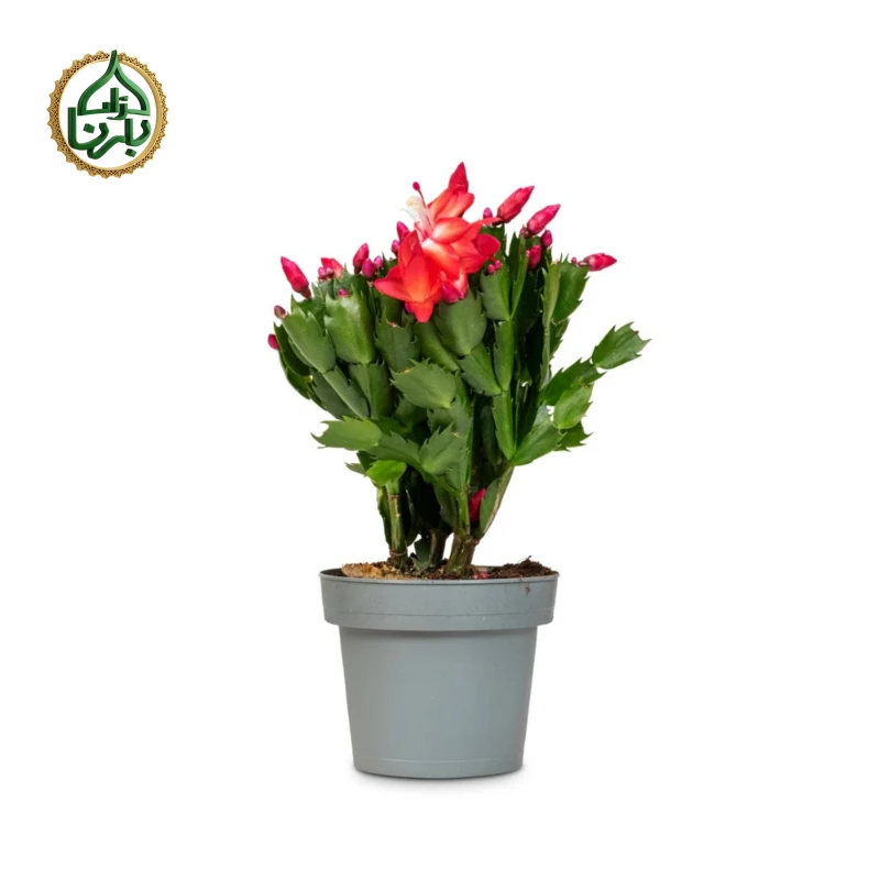 Christmas Cactus (Schlumbergera)- Red