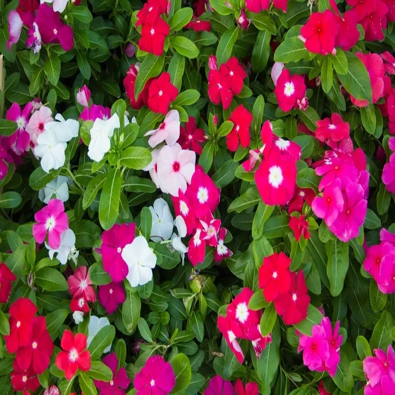 Vinca rosea (Mix Color) 25pcs/Box