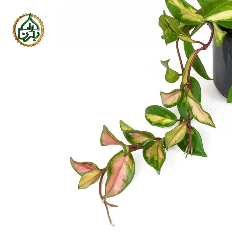 Hoya carnosa Krimson Queen (Wax Plant)