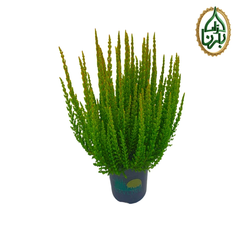 Calluna Green