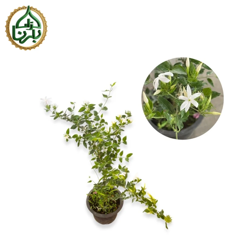 Star Jasmine
