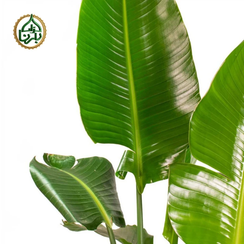 Strelitzia Nicolai 3PP