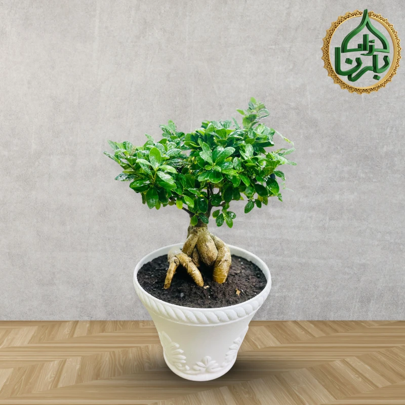 Ficus Microcarpa Ginseng Bonsai with Plastic Pot 9905